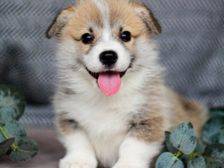 Pembroke Corgi Female Puppy Looking for a Home in New York (NY)