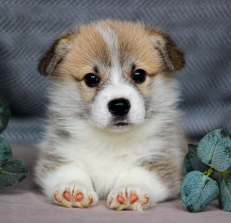 pembroke-corgi-female-puppy-looking-for-a-home-in-new-york-ny-big-1