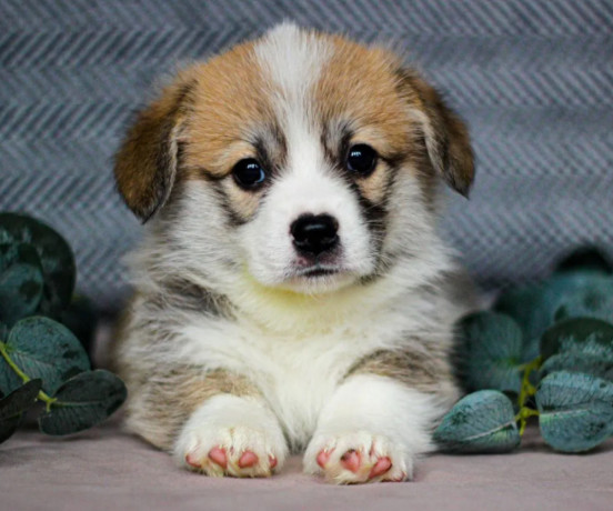 pembroke-corgi-female-puppy-looking-for-a-home-in-new-york-ny-big-5