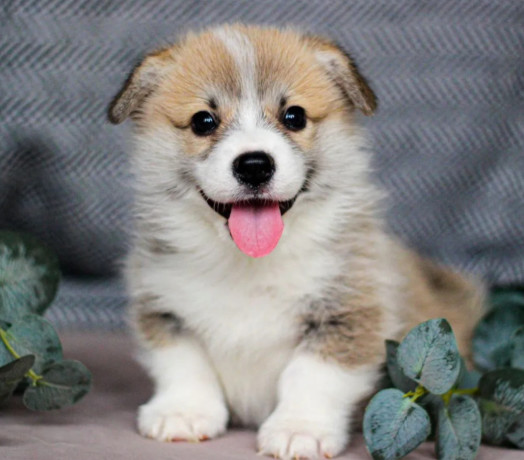 pembroke-corgi-female-puppy-looking-for-a-home-in-new-york-ny-big-0