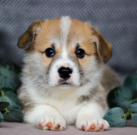 pembroke-corgi-female-puppy-looking-for-a-home-in-new-york-ny-big-3