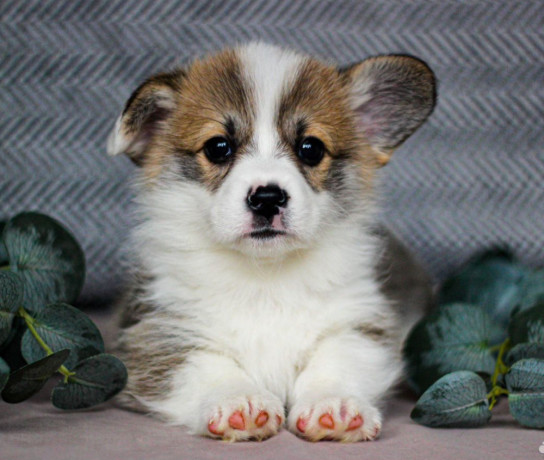 pembroke-corgi-female-puppy-looking-for-a-home-in-new-york-ny-big-2