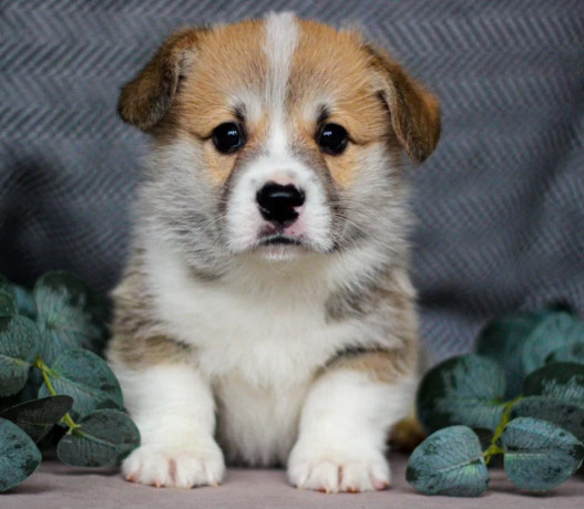 pembroke-corgi-female-puppy-looking-for-a-home-in-new-york-ny-big-6