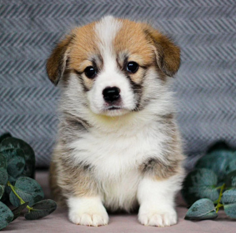 pembroke-corgi-female-puppy-looking-for-a-home-in-new-york-ny-big-4