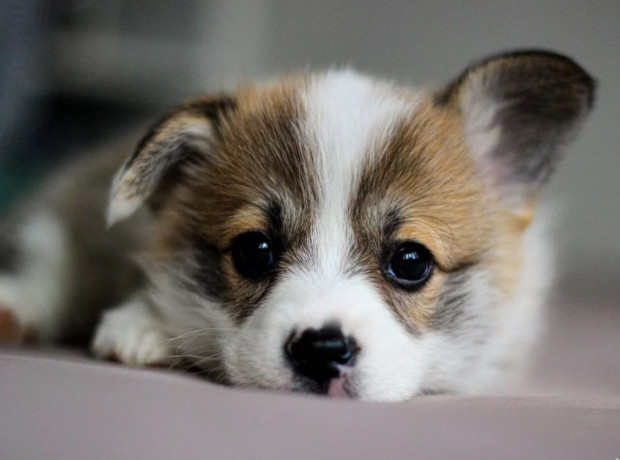 pembroke-corgi-female-puppy-looking-for-a-home-in-new-york-ny-big-7