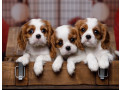 cavalier-king-charles-spaniel-puppies-for-sale-in-arizona-az-small-1