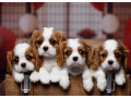 cavalier-king-charles-spaniel-puppies-for-sale-in-arizona-az-small-0