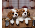 cavalier-king-charles-spaniel-puppies-for-sale-in-arizona-az-small-2