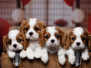 Cavalier King Charles Spaniel Puppies for Sale in Arizona (AZ)