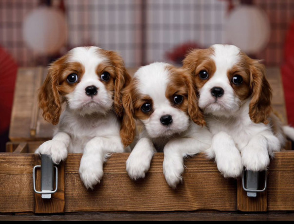 cavalier-king-charles-spaniel-puppies-for-sale-in-arizona-az-big-1