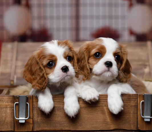 cavalier-king-charles-spaniel-puppies-for-sale-in-arizona-az-big-2