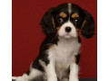 female-cavalier-king-charles-spaniel-looking-for-a-new-home-in-michigan-mi-small-0