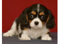 female-cavalier-king-charles-spaniel-looking-for-a-new-home-in-michigan-mi-small-1