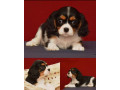 female-cavalier-king-charles-spaniel-looking-for-a-new-home-in-michigan-mi-small-2