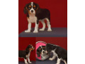 female-cavalier-king-charles-spaniel-looking-for-a-new-home-in-michigan-mi-small-3