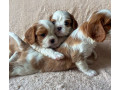 bring-home-happiness-cavalier-king-charles-spaniel-puppies-for-sale-in-texas-tx-small-0