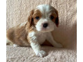 bring-home-happiness-cavalier-king-charles-spaniel-puppies-for-sale-in-texas-tx-small-1