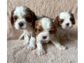 bring-home-happiness-cavalier-king-charles-spaniel-puppies-for-sale-in-texas-tx-small-2