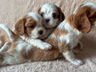 Bring Home Happiness! Cavalier King Charles Spaniël Puppies for Sale in Texas (TX)