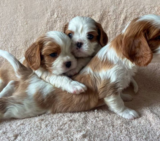 bring-home-happiness-cavalier-king-charles-spaniel-puppies-for-sale-in-texas-tx-big-0