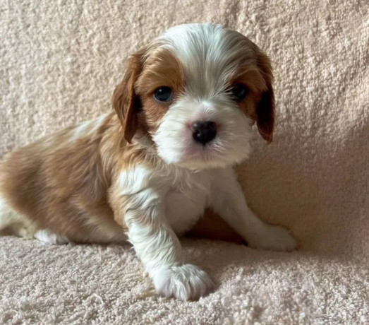 bring-home-happiness-cavalier-king-charles-spaniel-puppies-for-sale-in-texas-tx-big-1