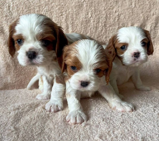 bring-home-happiness-cavalier-king-charles-spaniel-puppies-for-sale-in-texas-tx-big-2