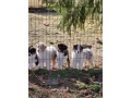 professional-australian-shepherd-kennel-small-3