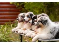 professional-australian-shepherd-kennel-small-2