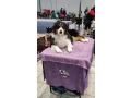 professional-australian-shepherd-kennel-small-4