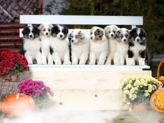 Professional Australian Shepherd Kennel