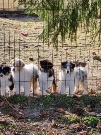 professional-australian-shepherd-kennel-big-3