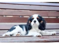 adorable-king-charles-spaniel-puppies-for-sale-small-4