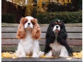 adorable-king-charles-spaniel-puppies-for-sale-small-5