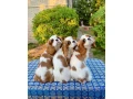 adorable-king-charles-spaniel-puppies-for-sale-small-0