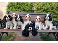 adorable-king-charles-spaniel-puppies-for-sale-small-2