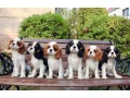 adorable-king-charles-spaniel-puppies-for-sale-small-6