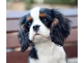 adorable-king-charles-spaniel-puppies-for-sale-small-3