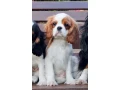 adorable-king-charles-spaniel-puppies-for-sale-small-1