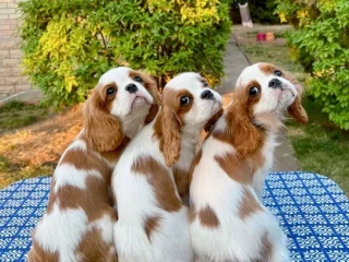 Adorable King Charles Spaniel Puppies for Sale!