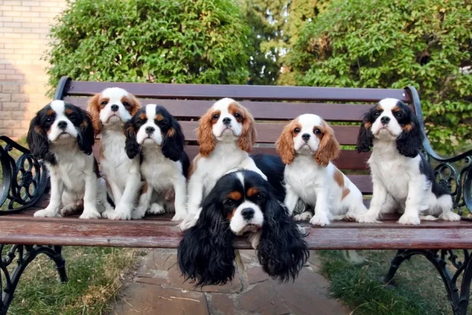 adorable-king-charles-spaniel-puppies-for-sale-big-2