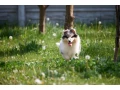 adorable-blue-merle-collie-puppies-for-sale-exceptional-companions-small-0