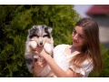 adorable-blue-merle-collie-puppies-for-sale-exceptional-companions-small-1