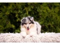 adorable-blue-merle-collie-puppies-for-sale-exceptional-companions-small-4