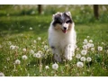 adorable-blue-merle-collie-puppies-for-sale-exceptional-companions-small-3