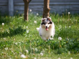 Adorable Blue Merle Collie Puppies for Sale Exceptional Companions!