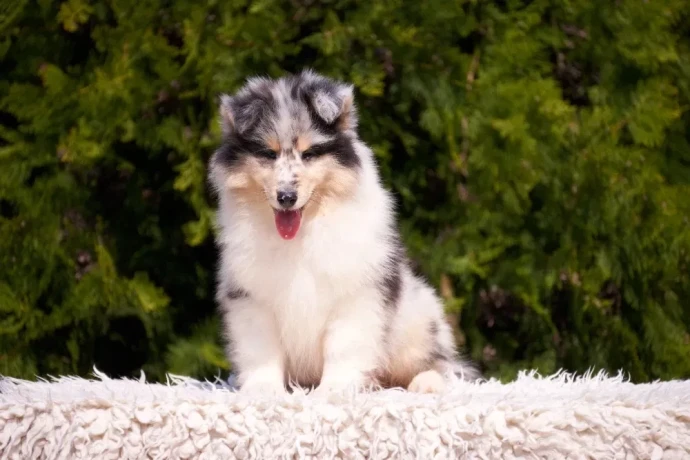 adorable-blue-merle-collie-puppies-for-sale-exceptional-companions-big-2