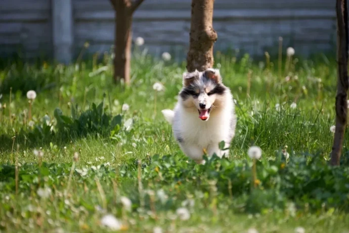 adorable-blue-merle-collie-puppies-for-sale-exceptional-companions-big-0