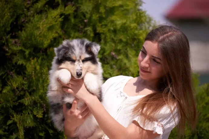 adorable-blue-merle-collie-puppies-for-sale-exceptional-companions-big-1