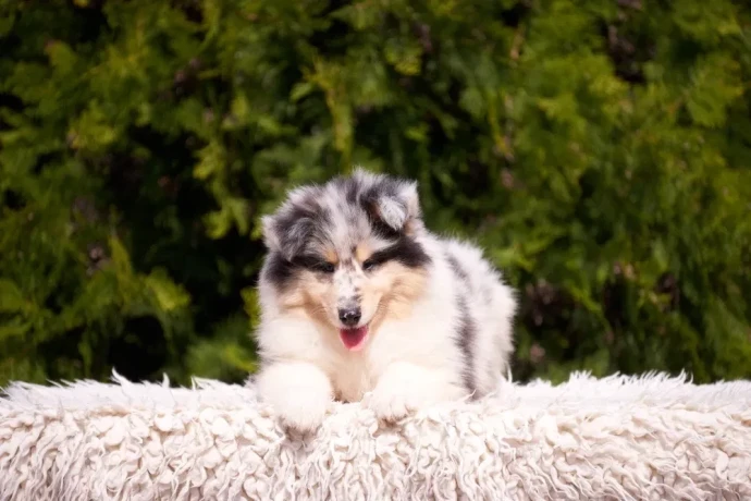 adorable-blue-merle-collie-puppies-for-sale-exceptional-companions-big-4