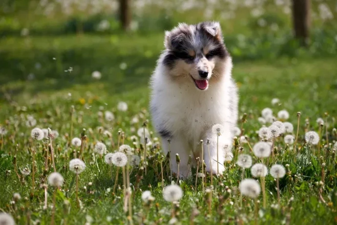 adorable-blue-merle-collie-puppies-for-sale-exceptional-companions-big-3